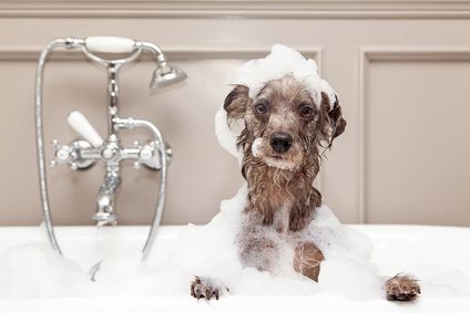 Hund in der Badewanne Hund in der Badewanne